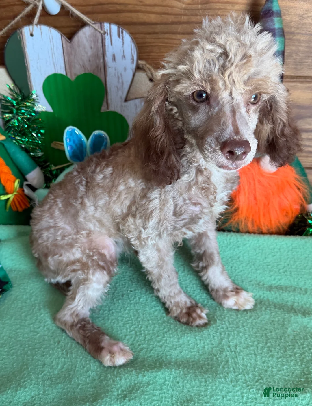 Toy Poodle dogs for sale: Boots - Ad 3