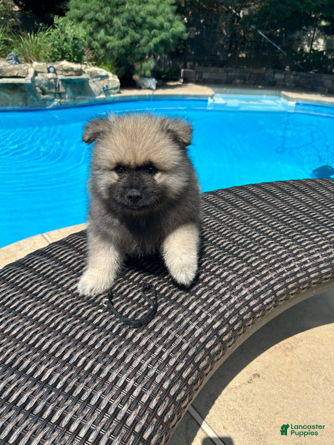 Keeshond dogs for sale: Jasper  - Ad 2