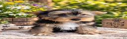 Yorkshire Terrier dogs for sale: Jet - Ad 2