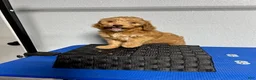 Mini Goldendoodle dogs for sale: Kylie - Ad 5