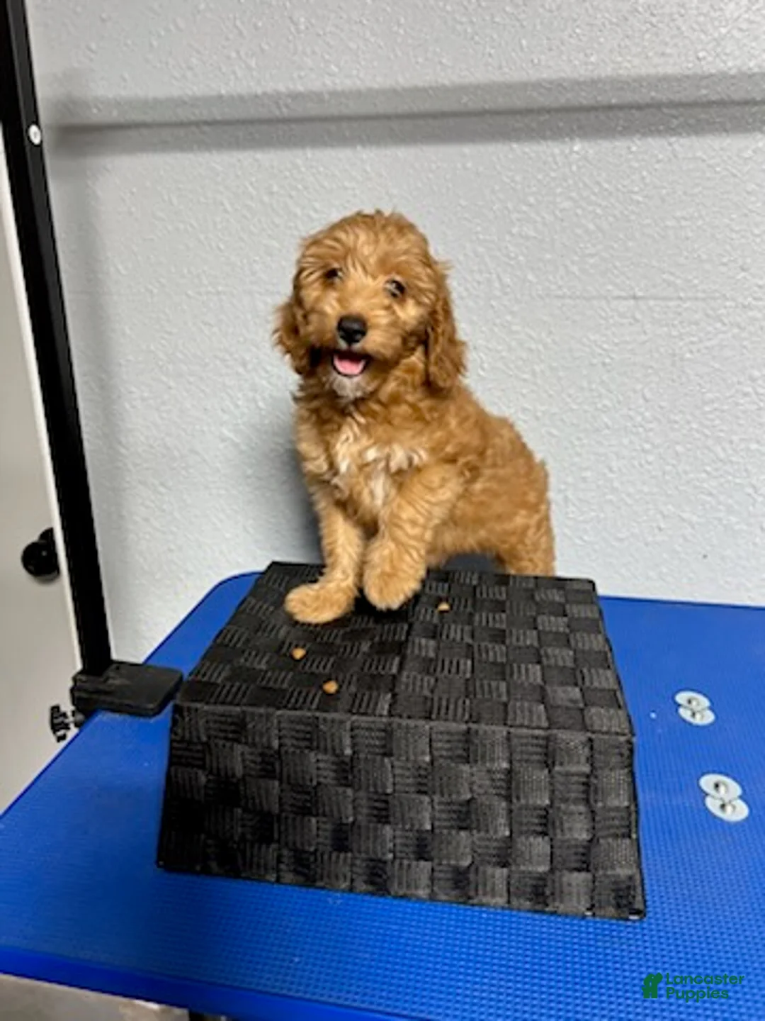 Mini Goldendoodle dogs for sale: Kylie - Ad 5