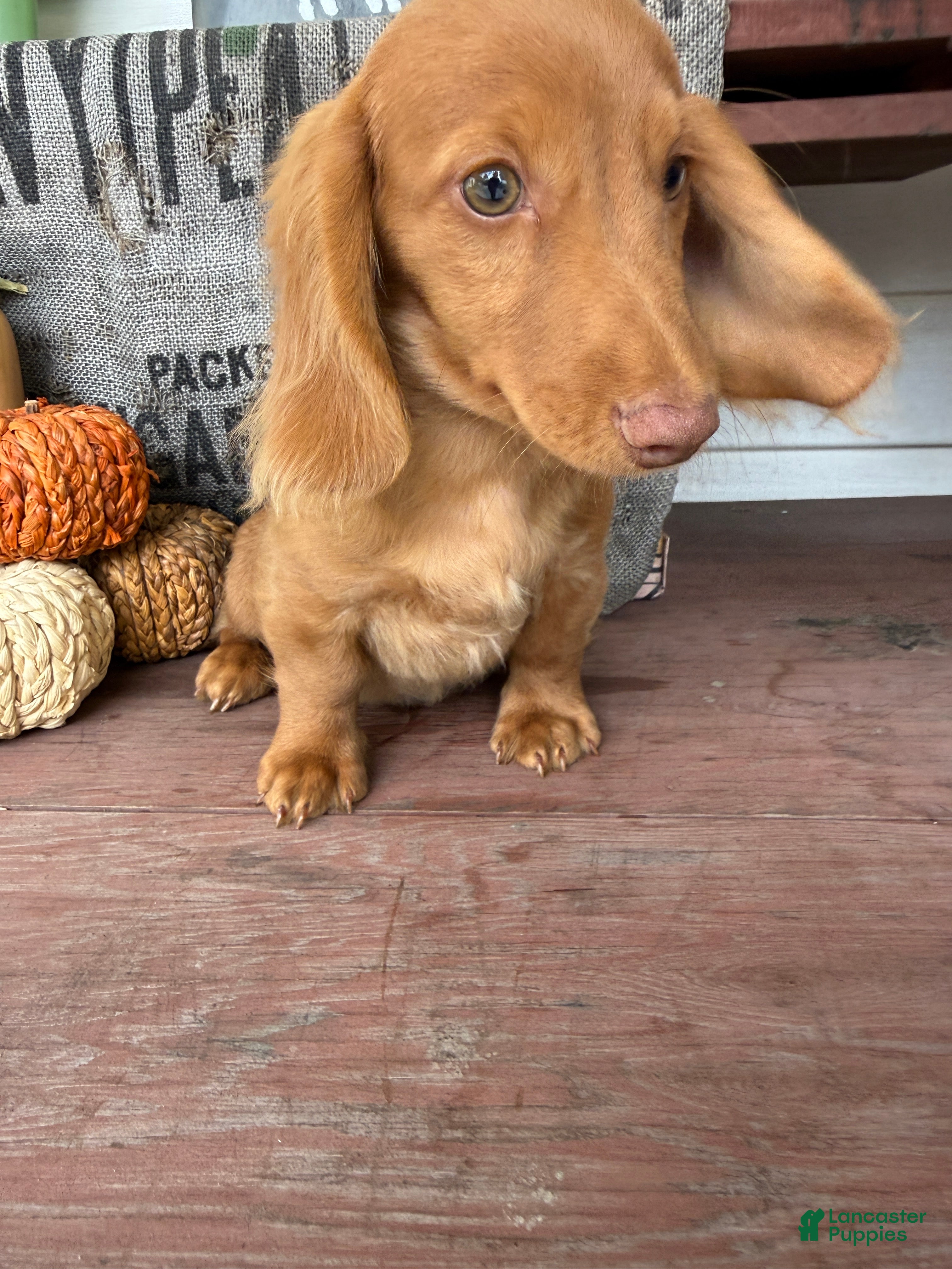 Miniature Dachshund dogs Toby - Ad 2