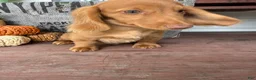 Miniature Dachshund dogs for sale: Toby - Ad 2