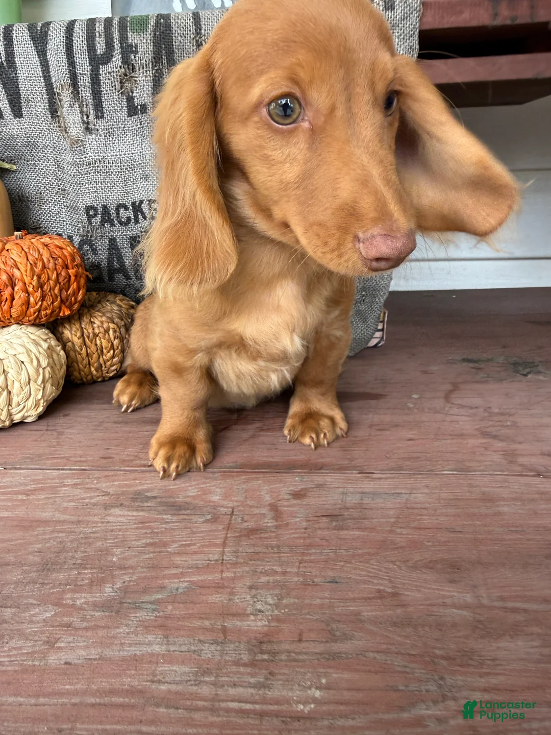 Miniature Dachshund dogs for sale: Toby - Ad 2