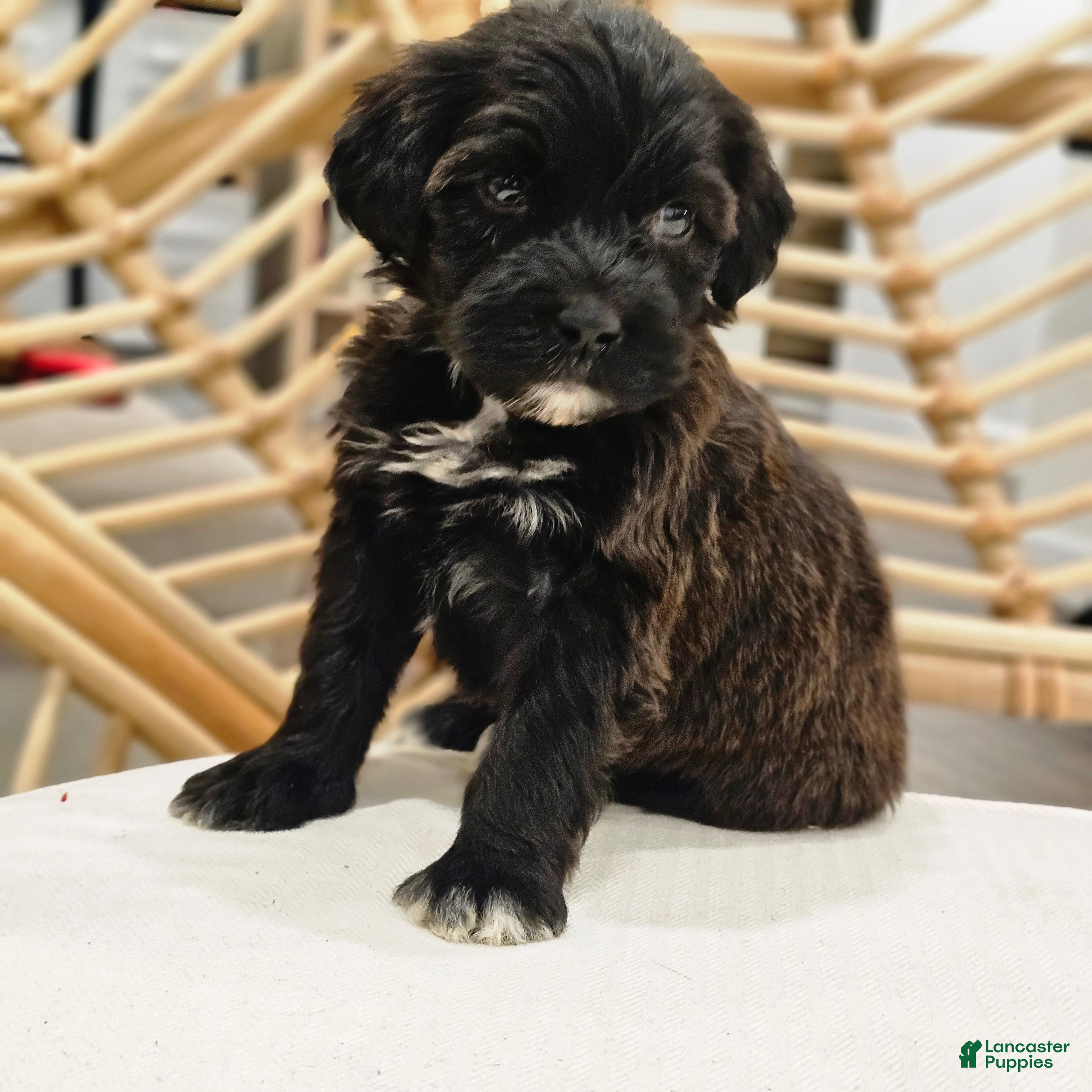 Portuguese Water Dog dogs Coco B. 🤎 - Ad 1