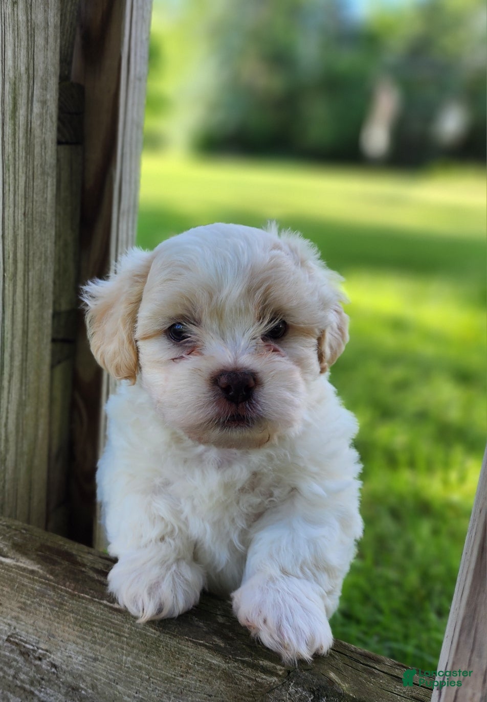 Teddy Bear dogs Blaze - Ad 1
