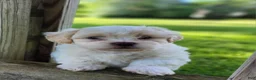 Teddy Bear dogs for sale: Blaze - Ad 1