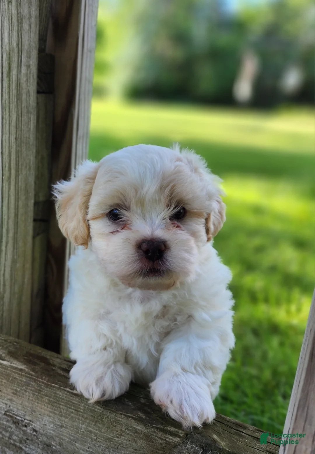 Teddy Bear dogs for sale: Blaze - Ad 1