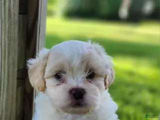 Teddy Bear dogs for sale: Blaze - Ad 4