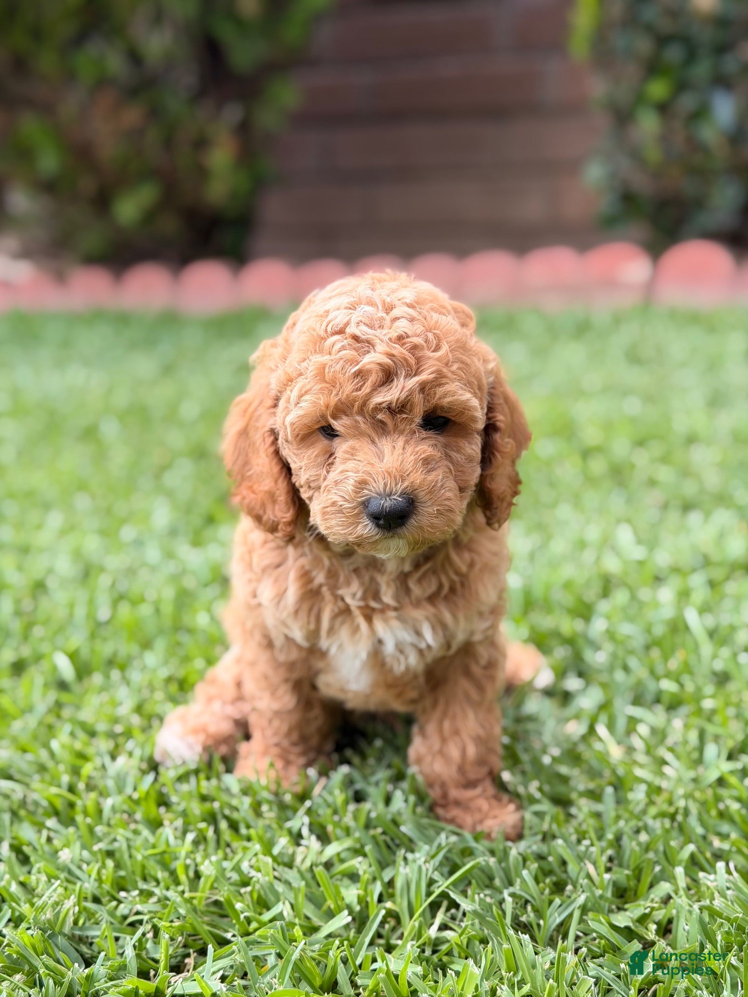 Toy Poodle dogs Toy Poodle 1 - named Coffee - Ad 25