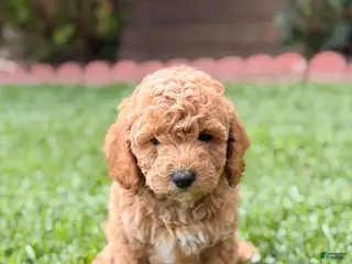 Toy Poodle dogs Toy Poodle 1 - named Coffee - Ad 25