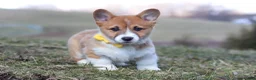 Welsh Corgi Pembroke dogs for sale: Ethan - Ad 11