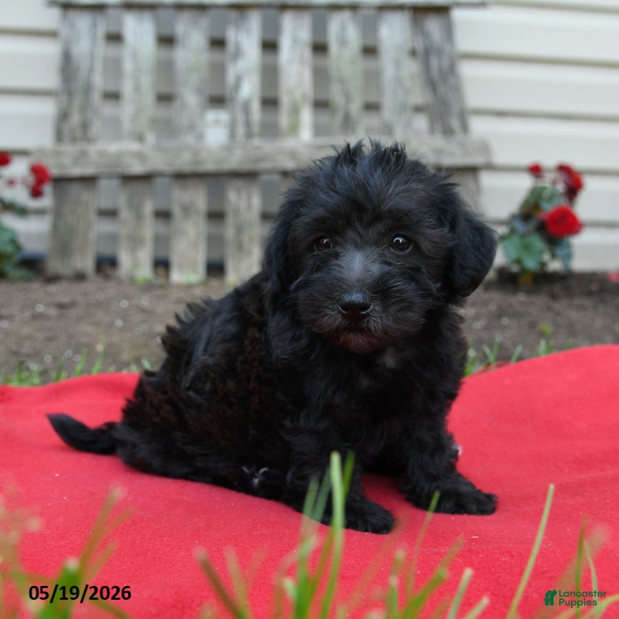 Schnoodle dogs for sale: Bonnie - Ad 1