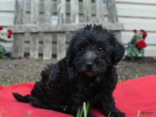 Schnoodle dogs for sale: Bonnie - Ad 1