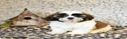 Shih Tzu dogs for sale: Dew - Ad 3