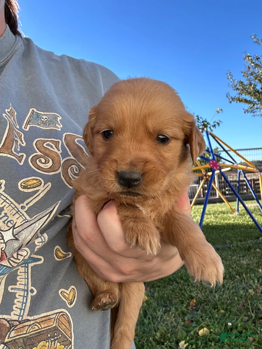 Golden Retriever dogs for sale: Duke (green) - Ad 2