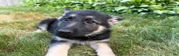 German Shepherd dogs for sale: Leo - Ad 3