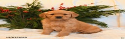 Golden Retriever dogs for sale: Holly - Ad 2