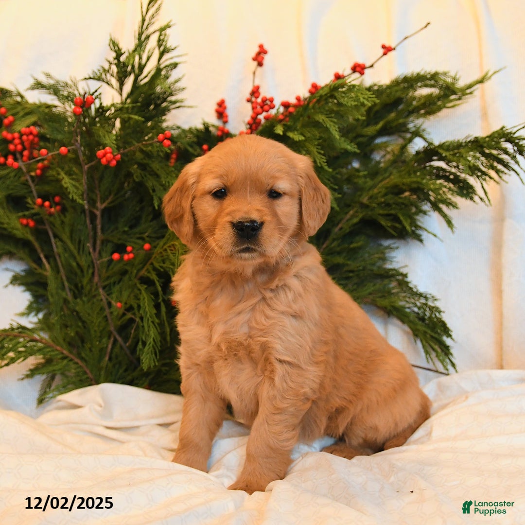 Golden Retriever dogs for sale: Holly - Ad 2