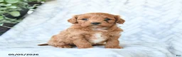 Cavapoo dogs for sale: Baxter - Ad 2