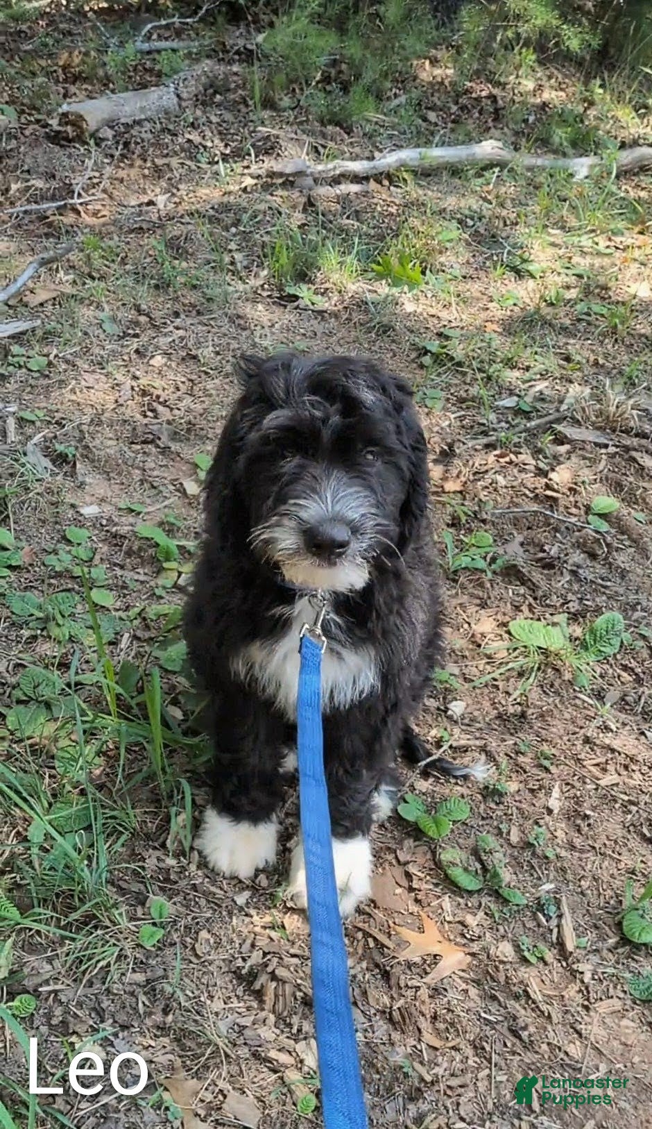 Mixed Breed dogs Leo - Ad 2