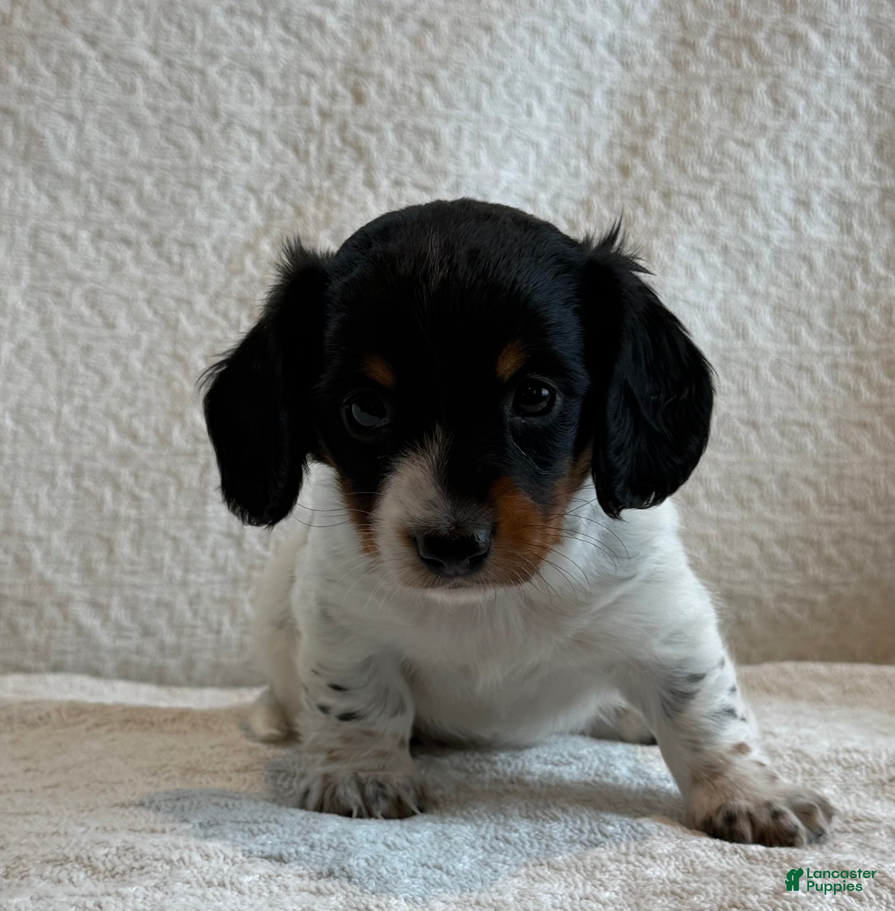 Miniature Dachshund dogs Abby - Ad 2