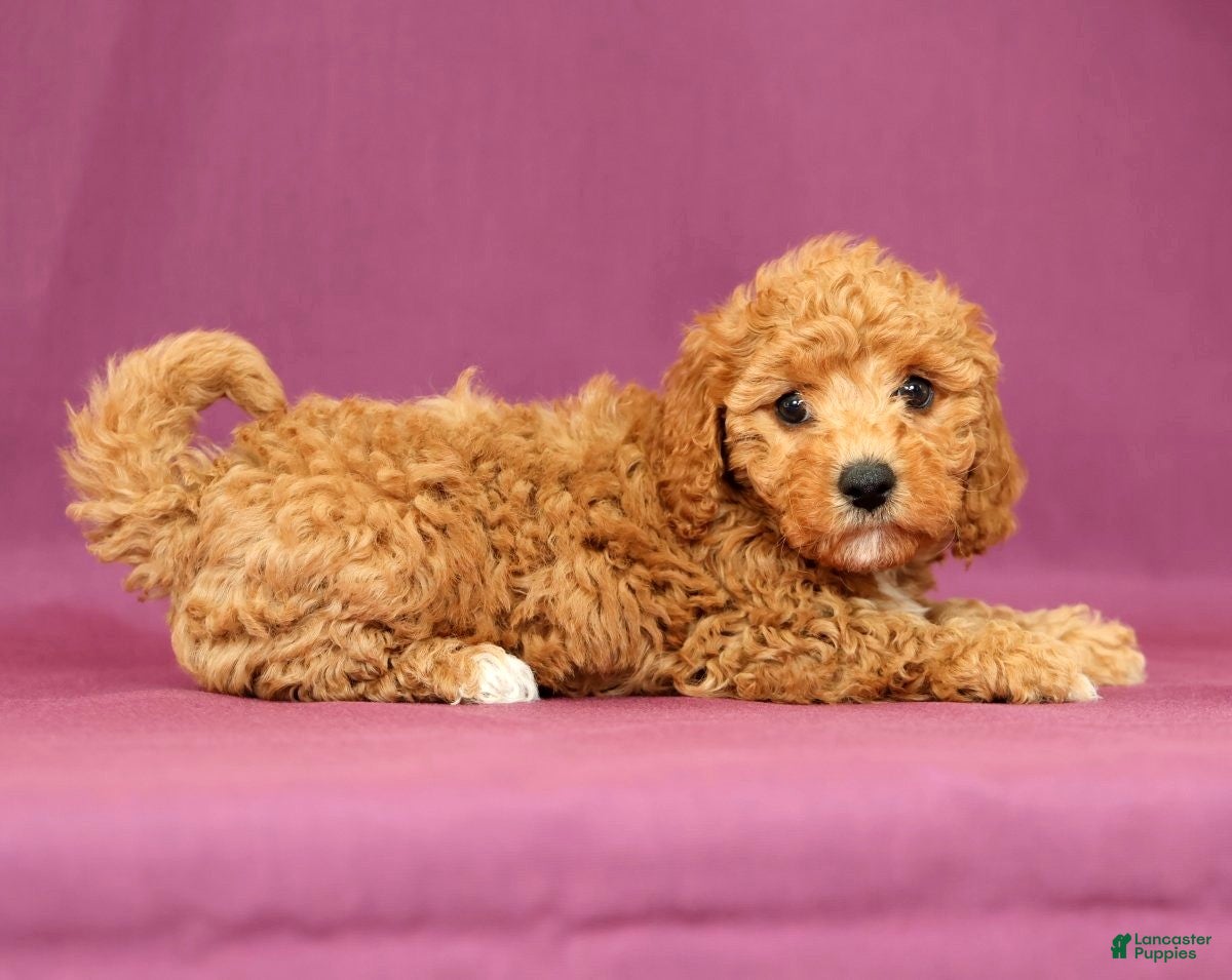 Cavapoo dogs Luna - Ad 1