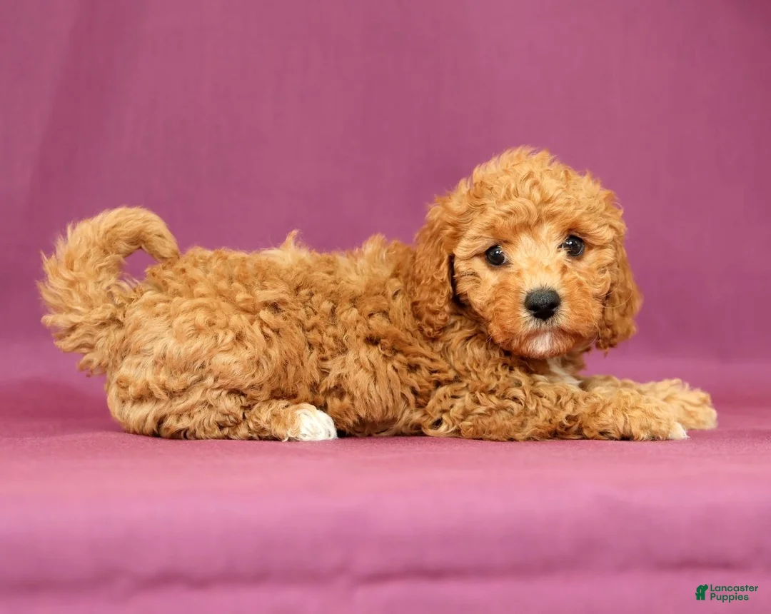Cavapoo dogs for sale: Luna - Ad 1