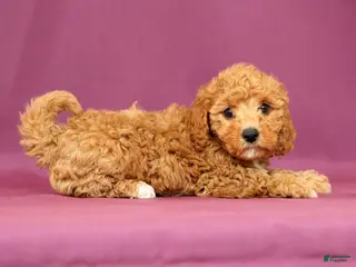 Cavapoo dogs for sale: Luna - Ad 3