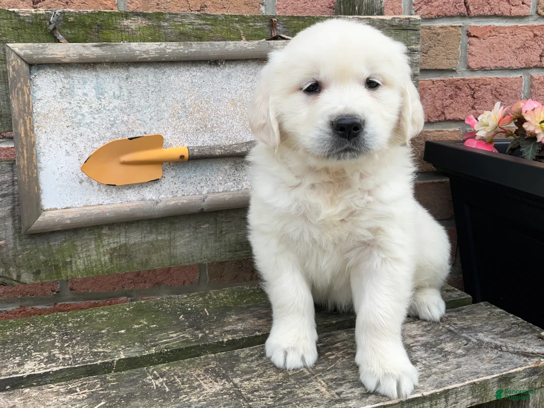 Golden Retriever dogs for sale: Sadie - Ad 2