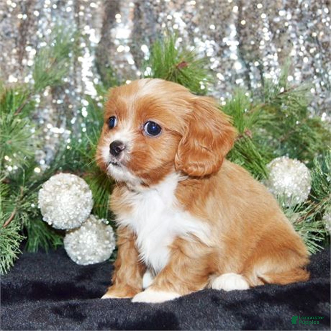 Mixed Breed dogs for sale: Mixed Breed Puppy 1 - Ad 3