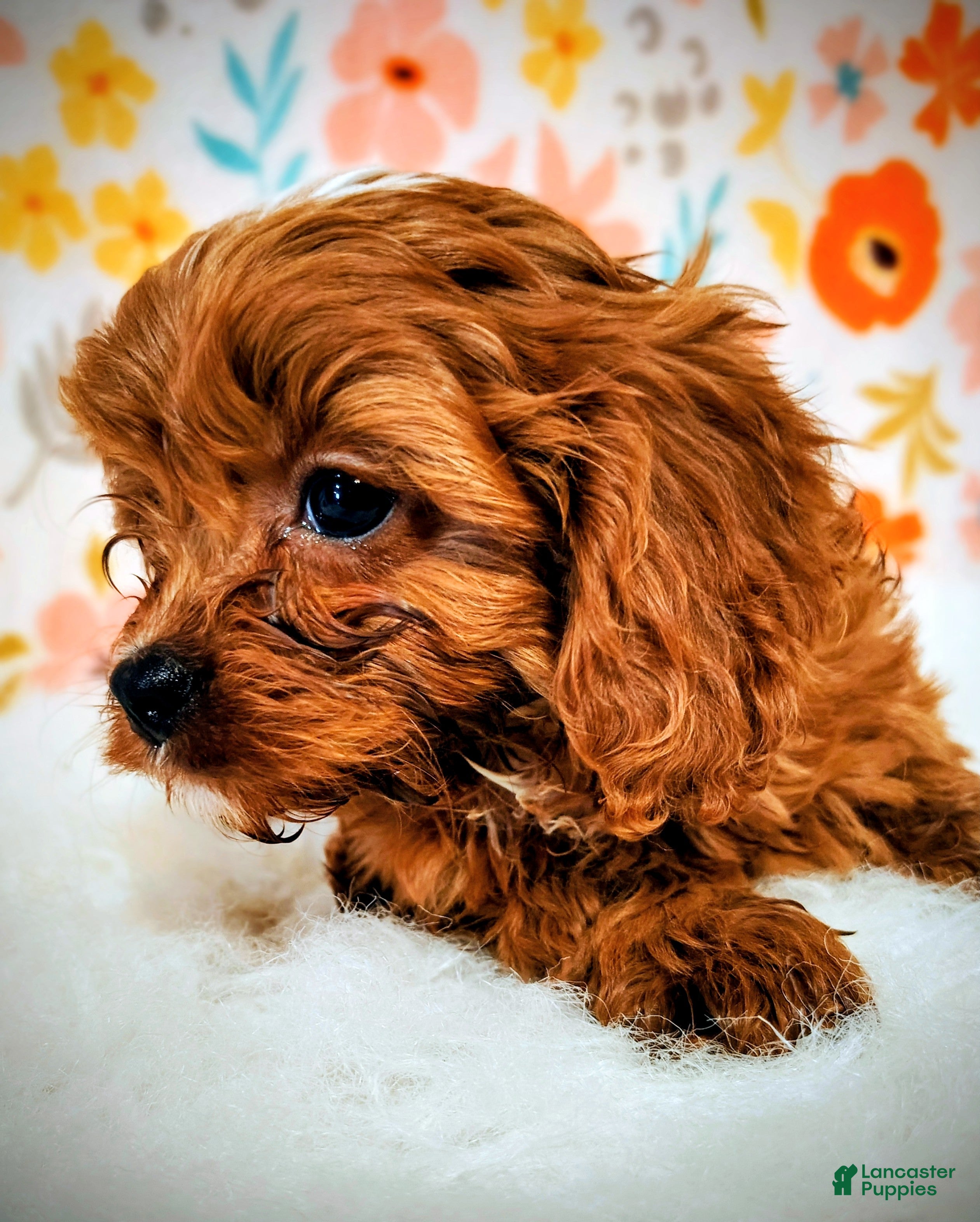 Cavapoo dogs Gizmo - Ad 2