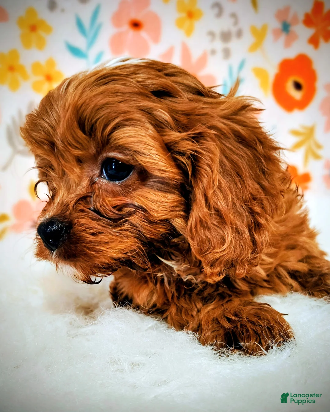 Cavapoo dogs for sale: Gizmo - Ad 2