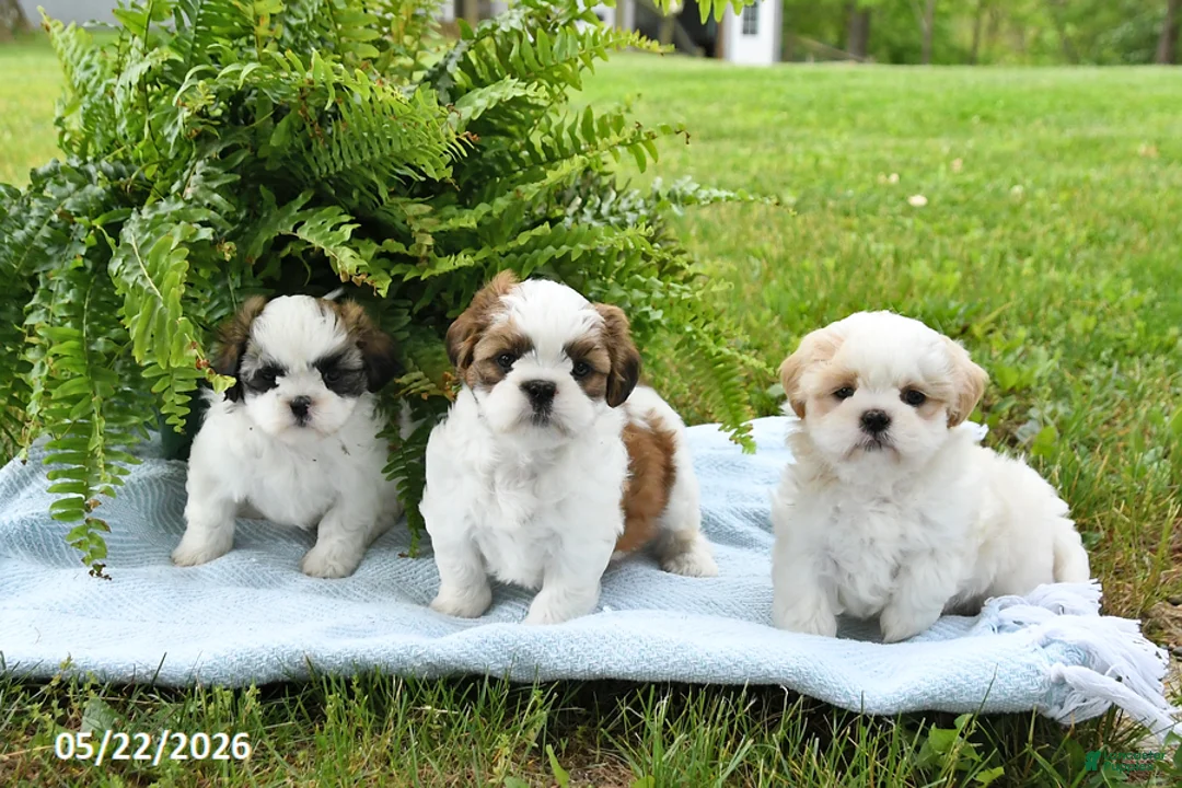 Shih Tzu dogs for sale: Teddy - Ad 5