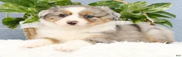 Miniature Australian Shepherd dogs for sale: Riley - Ad 8