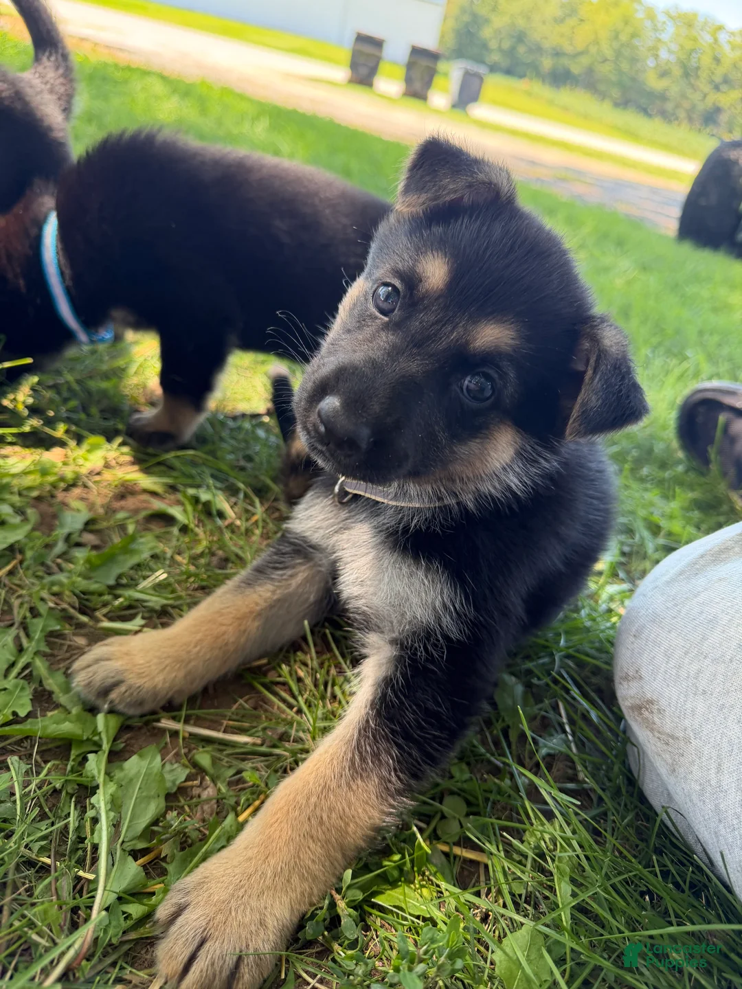 German Shepherd dogs for sale: Teller - Ad 2