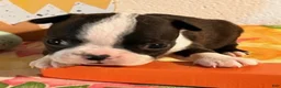 Boston Terrier dogs for sale: Baby - Ad 4