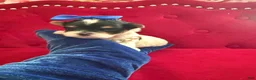 Morkie dogs for sale: Benz  - Ad 8