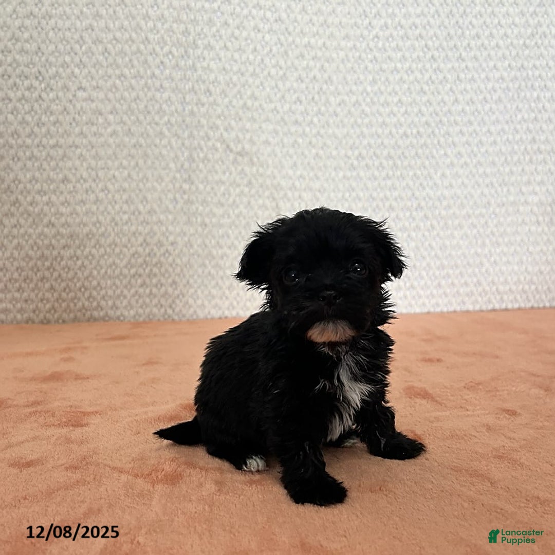 Havapoo dogs for sale: Katy - Ad 2