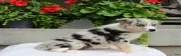 Mixed Breed dogs for sale: Lily - Ad 6