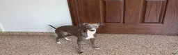 Italian Greyhound dogs for sale: Sammy - Ad 7