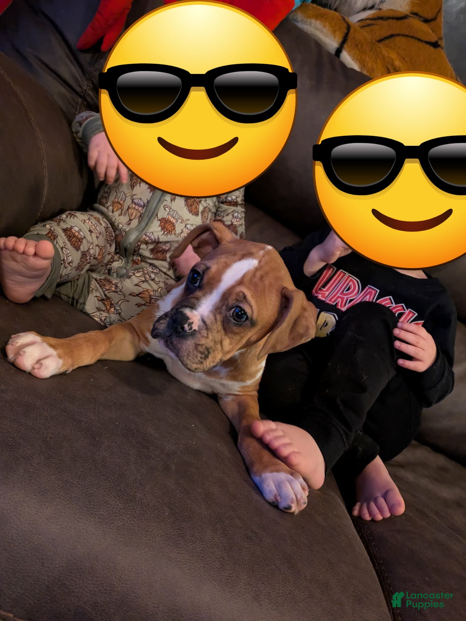 Boxer dogs Maddie - Ad 6
