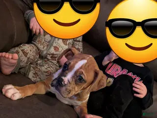 Boxer dogs Maddie - Ad 6