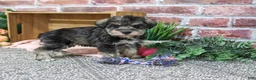 Miniature Schnauzer dogs for sale: Denise - Ad 4
