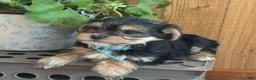 Morkie dogs for sale: Midget - Ad 4
