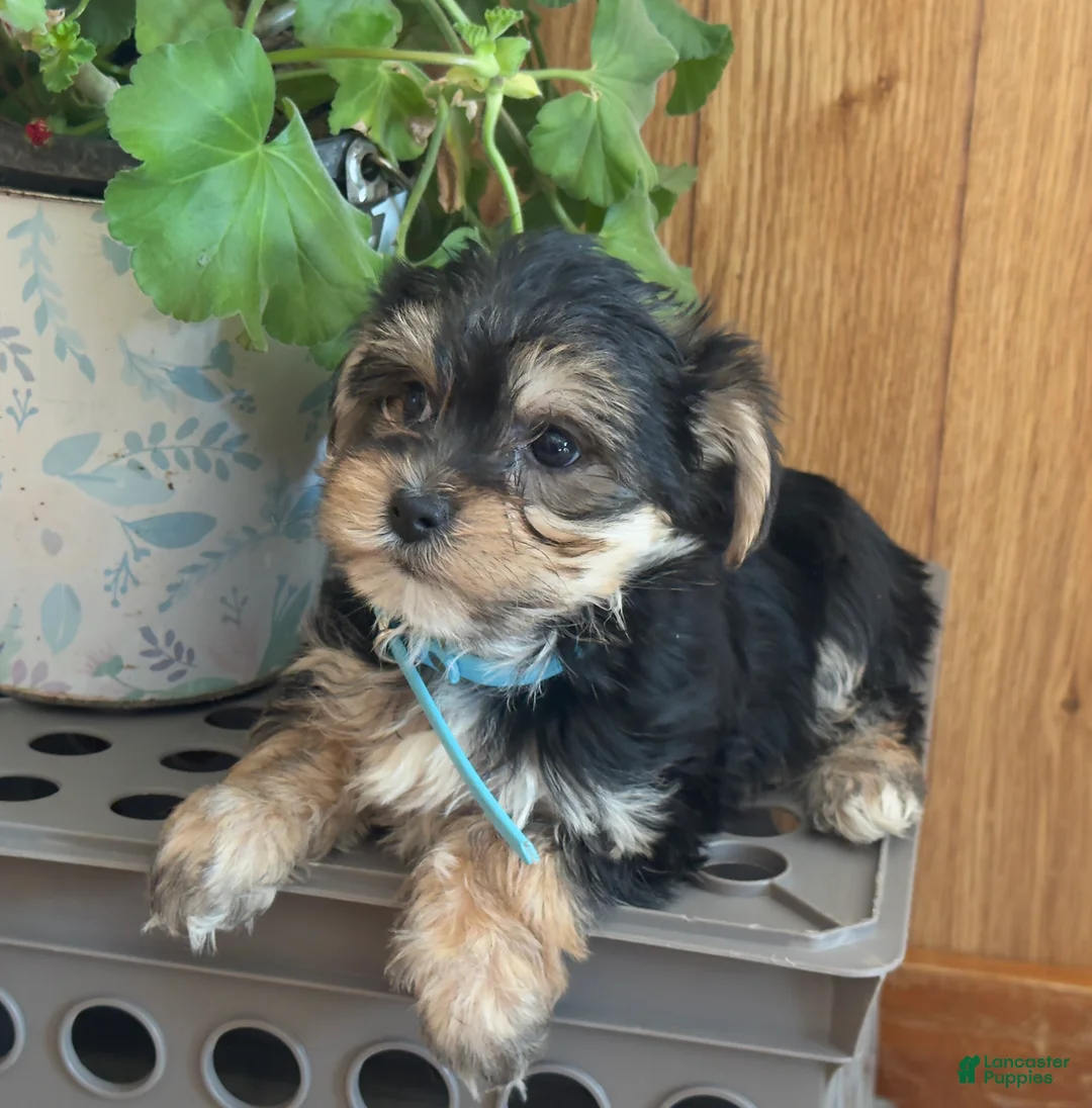 Morkie dogs for sale: Midget - Ad 4