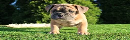 English Bulldog dogs for sale: Dallas - Ad 1