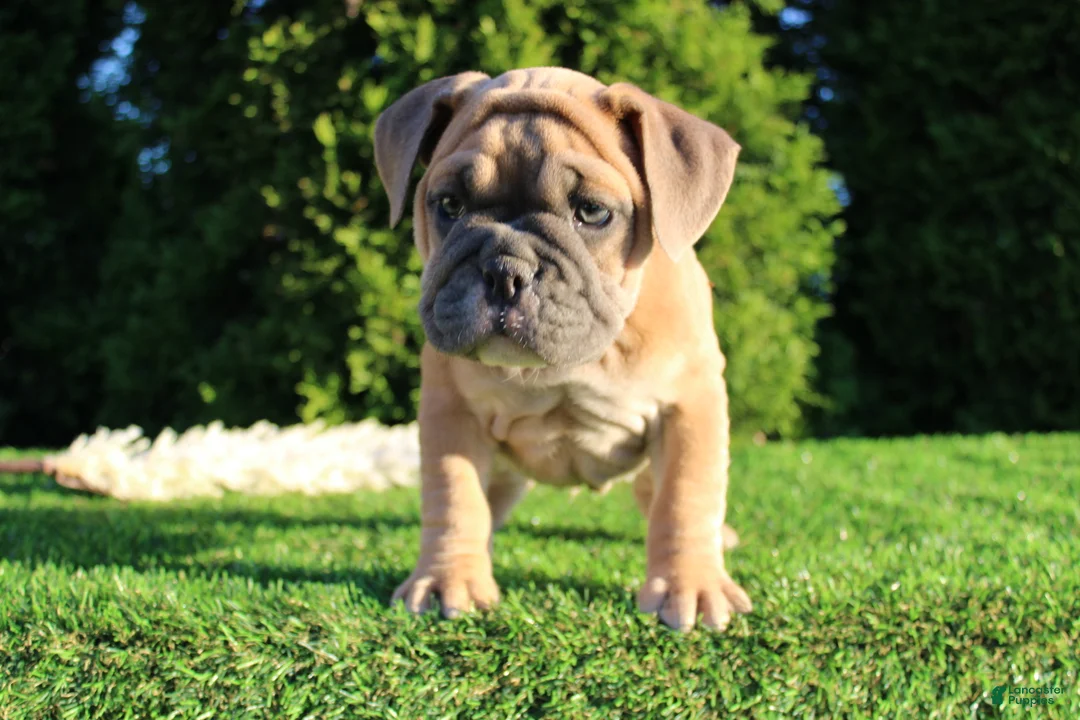 English Bulldog dogs for sale: Dallas - Ad 1