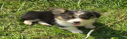 Welsh Corgi Pembroke dogs for sale: Duffy the fluffy - Ad 9