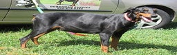 Doberman Pinscher dogs for sale: Doberman Pinscher Puppy 2 - Ad 2
